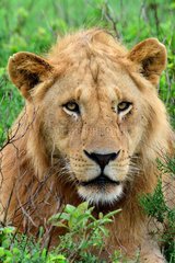 Tanzania. Serengeti national parc. Portrait of a young male lion.