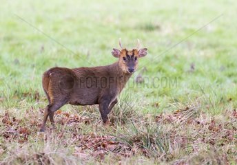 Muntjack deer (Muntiacus reevesi)  Male standing in a meadow  England  Winter