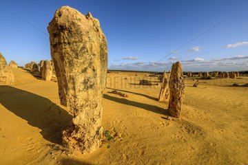 The Pinnacles   Nambung National Park   Western Australia  calcareous concretions formed from logs and tree stumps transformed gradually in mineral  and estimated at 30 000 years of service in a more humid environment than today. The wind cleared and erod