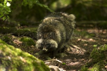 Raccoon Dog (Nyctereutes procyonoides). Skånes Dyrepark  Sweden. In captivity