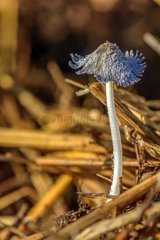 Inkcap on a dunghill   Fruiting mass of hundreds of coprins on manure   after a period of damp heat   Haute-Savoie   France