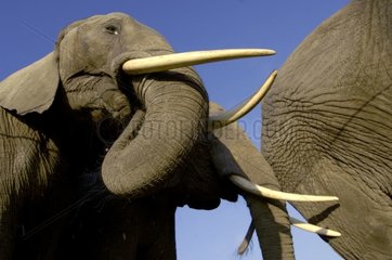 Gruppe afrikanischer Elefanten
