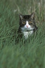 Cat domesticates with the mounting in grasses Canada