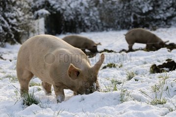 High pigs outdoors in the snow Plougastel Finistère