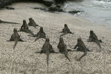 Iguana Marin -Gruppe  die am Strand iles Galapagos spazieren geht