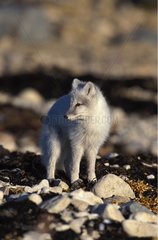 Polar Fox in tundra Churchill Canada