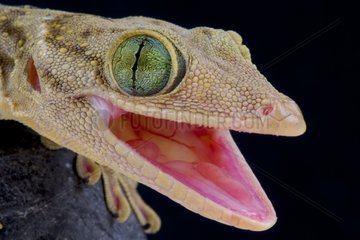 Green eyed gecko (Gekko smithii)  Indonesia