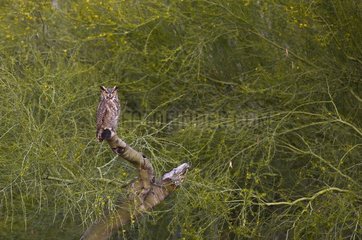 Great Horned Owl (Bubo virginianus). Phoenix  Arizona  USA in March