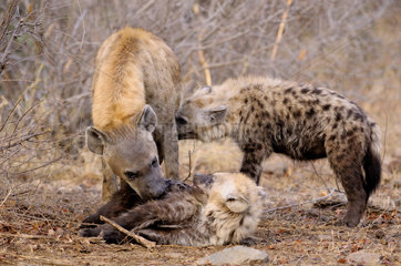 Spotted hyena and young - Kruger South Africa