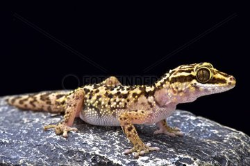 Lothara's gecko (Paroedura lohatsara)  Montagne de Francais  Madagascar