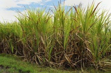 Sugar cane  Trois-Ilets  Plantation Vatable  Martinique  France