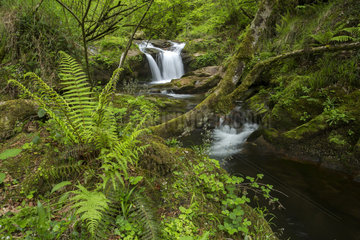 Cascade in Redes Natural Park - Asturias Spain