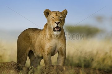 The look of the lioness - Lioness wathcing for a prey