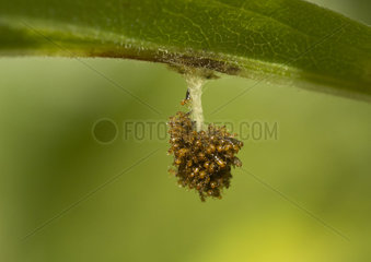 Oil Beetle larvae - France