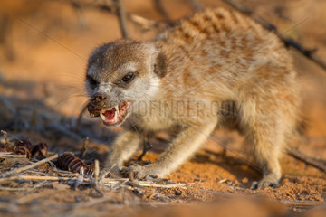 Meerkat eating a millipede - Kalahari South Africa