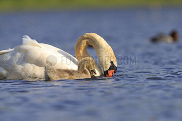 Mute Swan and young eating on the water - France