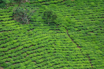Tea Plantation - Fort Portal Uganda