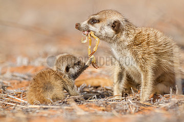 Meerkat feeding a pup - Kalahari South Africa