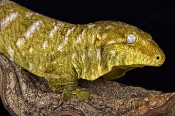 Giant gecko (Rhacodactylus laechianus)  New Caledonia