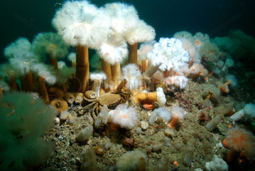 Velvet swimming crab and Clonal plumose anemones - Orkney