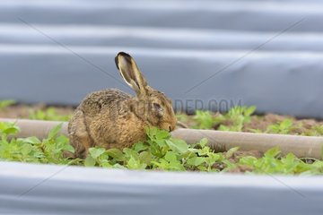 European brown hare (Lepus europaeus) near Irrigation Plant  Hesse  Germany  Europe