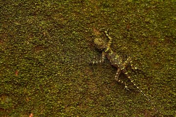 Collared Tree Lizard (Plica plica) on a tree camouflage - Kaw - Mountain Favard - French Guiana