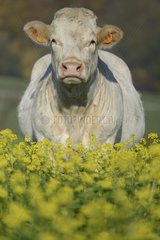 Charolais cow in a field of rape  11 May 2015  Northern Vosges Regional Nature Park  declared a World Biosphere Reserve by UNESCO  France