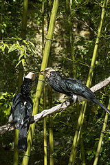 Silvery-cheeked Hornbills on a branch