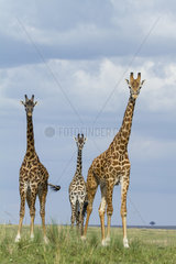 Masai giraffes in savanna - Masai Mara Kenya