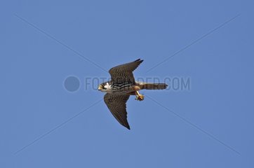 Eurasian Hobby (Falco subbuteo) with pray  a Dragonfly. Stevns  Denmark in September