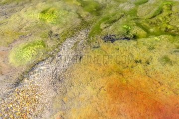 Filamentous bacteria colonies in a stream of the Gorges Meouge  Alpes-de-Haute-Provence  France
