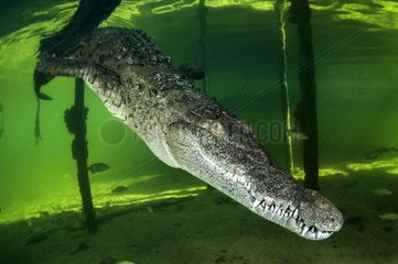 American Crocodile (Crocodylus acutus)  Gardens of the Queen  Cuba