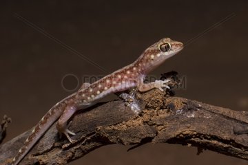 Borded beaked Gecko (Rhynchoedura angusta) - Mungo South West NSW Australia