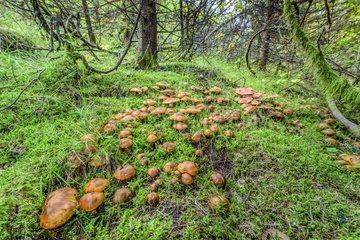 Golden Orange Tricholoma (Tricholoma aurantium)  Hudge thrust after the rain in a forest of Jura   France