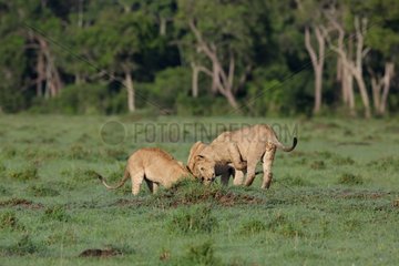 Lion (Panthera leo) lionnesses hunting on burrow  Masaï Mara  Kenya