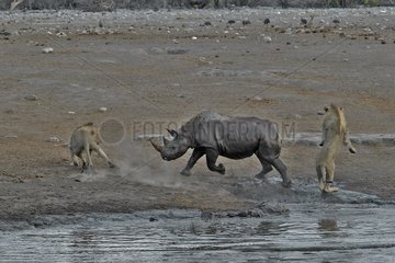 This Black Rhino has stumbled into a cavity and tipped into the water point. After many difficulties given the apic submerged banks  he managed to climb out of the water but the three lions were nearby came closer and went on the attack.