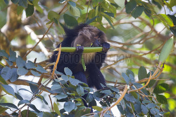 Male Lion-tailed Macaque eating fruit - Nilgiris Hills India