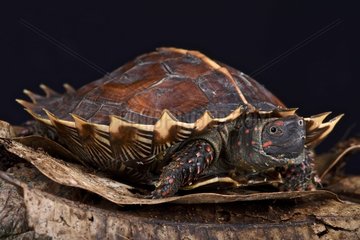 Spiny turtle (Heosemys spinosa)  Thailand