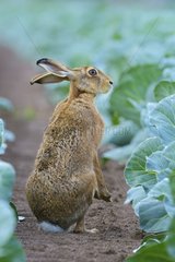 European Brown Hare (Lepus europaeus) in Green Cabbage Field  Summer  Hesse  Germany  Europe
