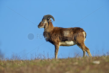 Male Mouflon in the grass - France