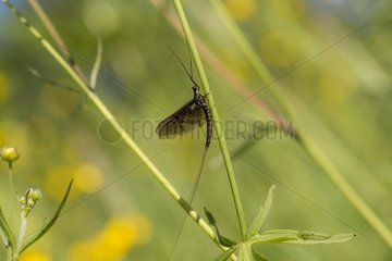 Mayfly (Ephemera vulgata). Aboda  Sweden in June