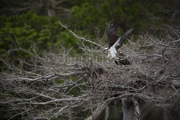 Osprey at nest  Florida  Usa