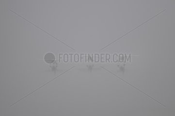 Mute Swans (Cygnus olor) landing in the fog  2015 December 08  Sauer Delta  Munchhausen  Nature Reserve of Delta Sauer  Alsace  France