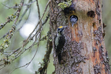 Couple three-toed Woodpecker at nest - Finland