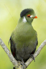 White-cheeked Turaco on a branch