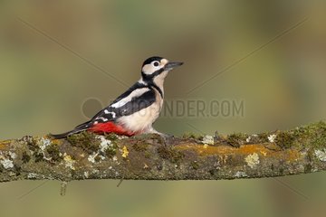 Great spotted woodpecker (Dendrocopos malor)  Male perched on a mossy branch  England  Winter