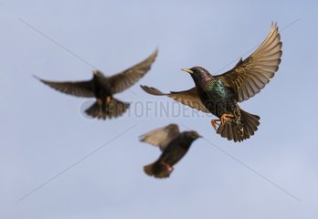 Starling (Sturnus vulgaris)  Starlingin flight  England  Winter