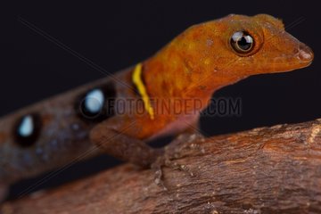 The spectacular  colorful  occelated gecko (Gonatodes ocellatus) is a native to Trinidad and Tobago