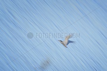 Common Tern (Sterna hirundo) in fliht above water  Cmargue  France