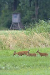 Western Roe Deers (Capreolus capreolus) in Meadow  Doe with Fawns  IN Background a Deerstand  Hesse  Germany  Europe